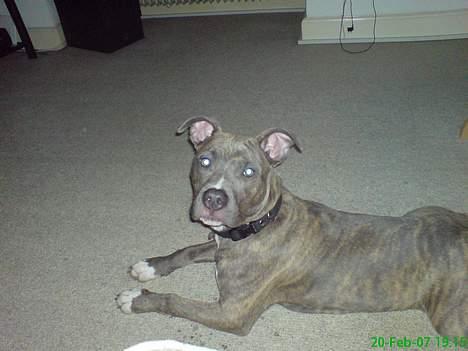 Amerikansk staffordshire terrier Jango - 5måneder 20kg billede 6