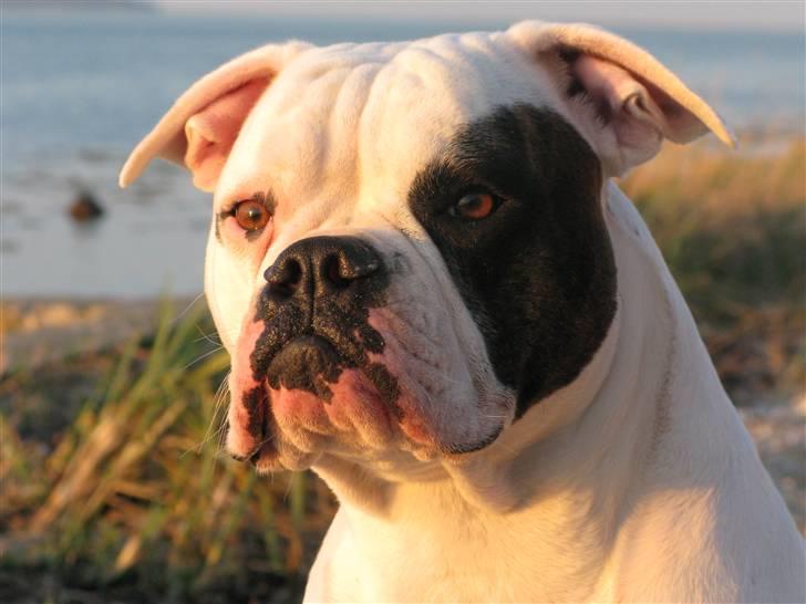 Amerikansk bulldog ¤ANNA¤  - Velkommen til min Profil.  billede 1