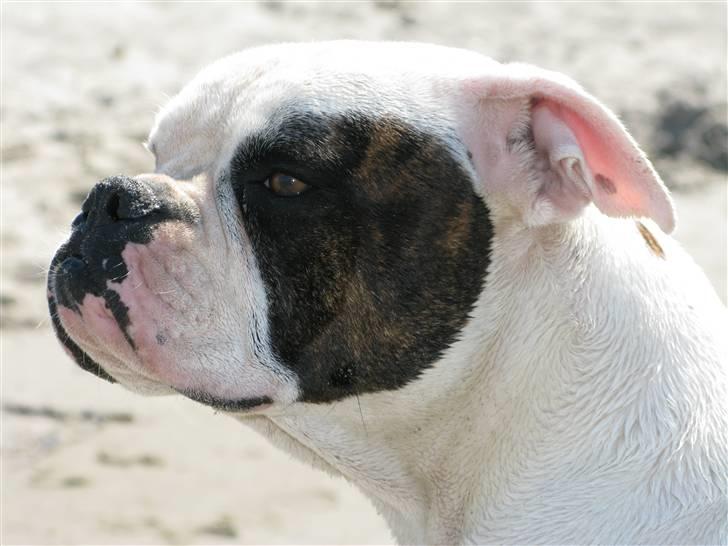 Amerikansk bulldog ¤ANNA¤  billede 2