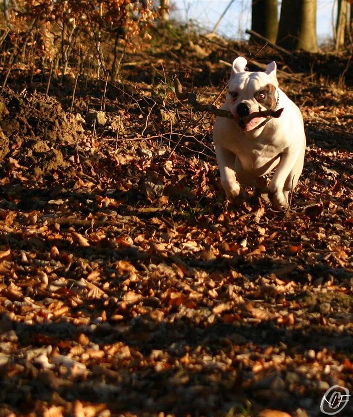 Amerikansk bulldog ¤ANNA¤  billede 3