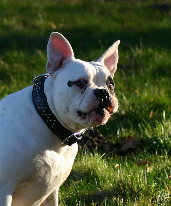 Amerikansk bulldog ¤ANNA¤  - Et styks Fransk Bulldog i AmBulldog krop billede 4