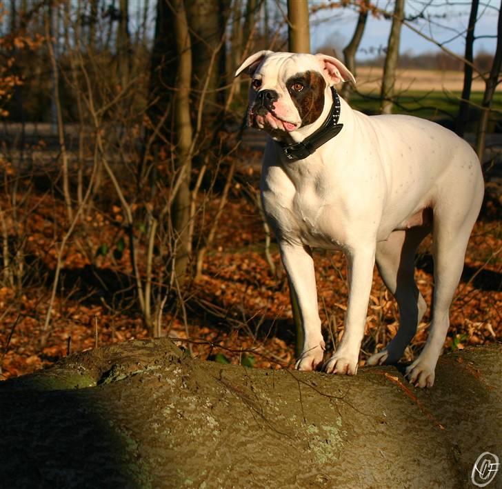 Amerikansk bulldog ¤ANNA¤  billede 5