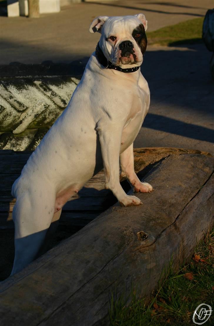 Amerikansk bulldog ¤ANNA¤  billede 6