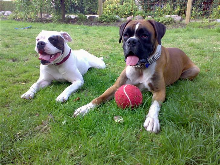 Amerikansk bulldog ¤ANNA¤  - Mig og Bokser Qato(også herinde på HG) billede 7