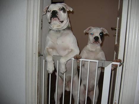 Amerikansk bulldog ¤ANNA¤  - Her står jeg sammen med min far. billede 8