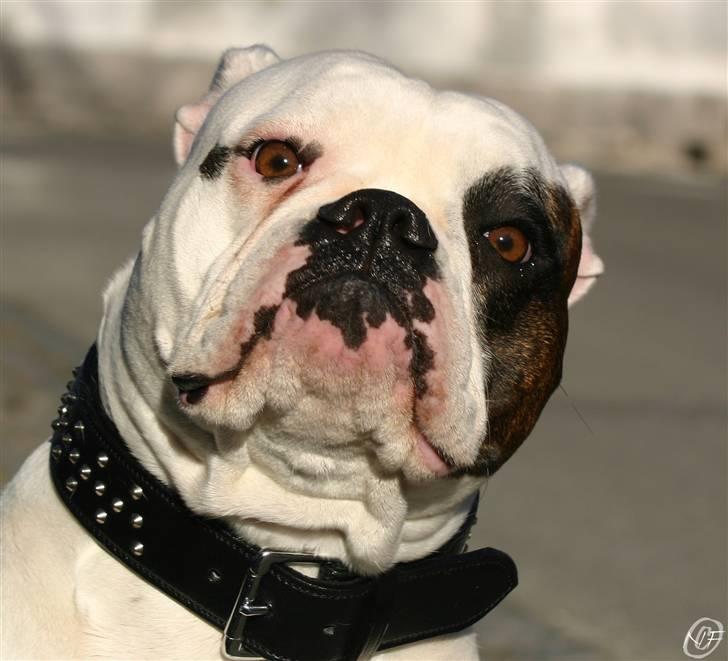 Amerikansk bulldog ¤ANNA¤  billede 9