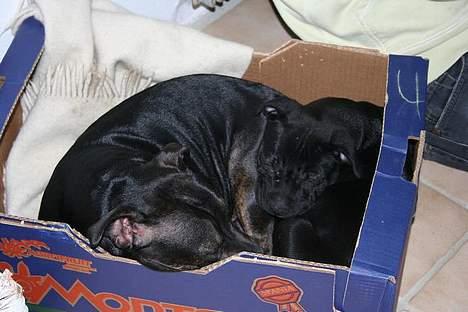 Staffordshire bull terrier Canaveral Port Erin RIP - Taget d20/2-07.. Albert og Annie tager sig en lur. billede 7