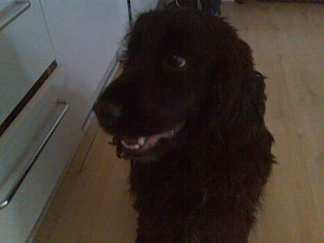 Cocker spaniel Catchy Remarkable Ruth billede 3