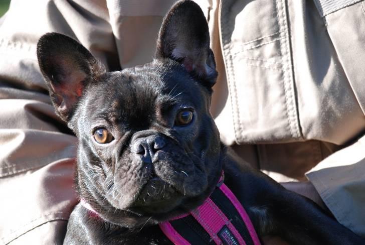 Fransk bulldog Helimo's Mocca billede 1