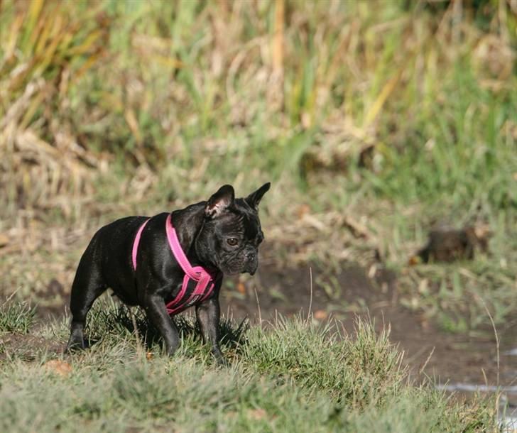 Fransk bulldog Helimo's Mocca - Der er bare så meget at se på her i Skovbrynet... billede 2