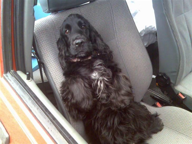 Cocker spaniel Catchy Remarkable Ruth billede 4