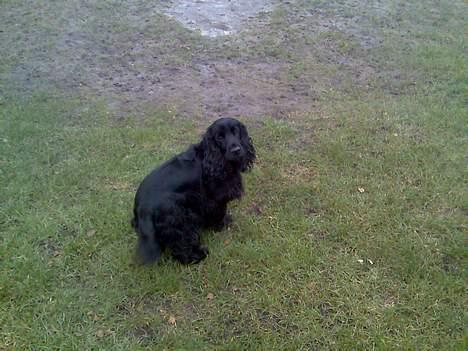 Cocker spaniel Catchy Remarkable Ruth billede 5