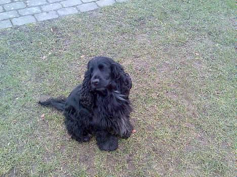 Cocker spaniel Catchy Remarkable Ruth billede 6