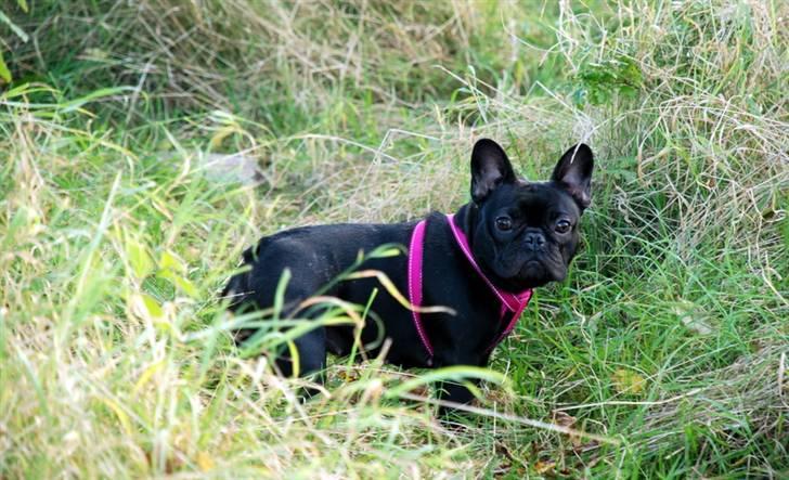 Fransk bulldog Helimo's Mocca billede 3