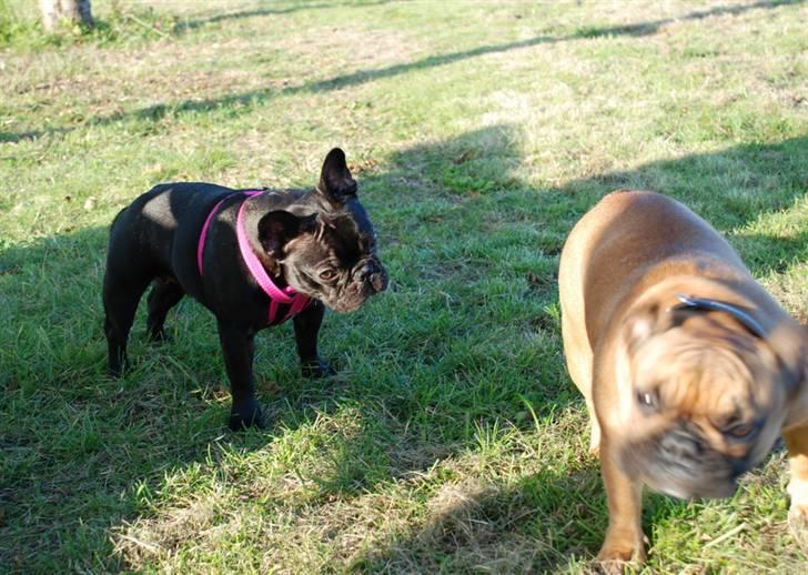 Fransk bulldog Helimo's Mocca - Hva laver du Emma? Nu kommer billedet jo til at se underligt ud... billede 4