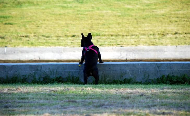 Fransk bulldog Helimo's Mocca billede 5