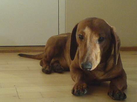 Gravhund Felix - lidt doven måske?  billede 1