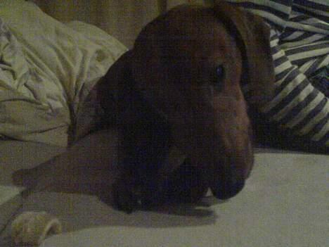 Gravhund Felix - giv mig nu mit ben mor! billede 2