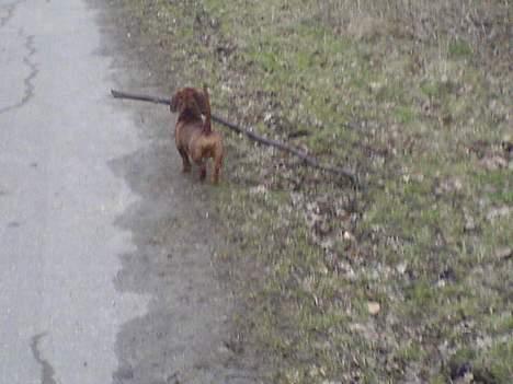 Gravhund Felix - den største pind jeg ku finde i skoven  billede 3