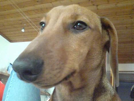 Gravhund Felix - jaah :-d billede 4