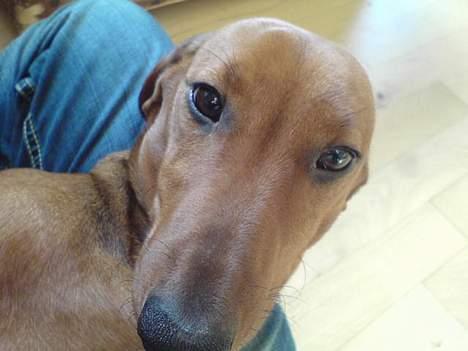 Gravhund Felix billede 5