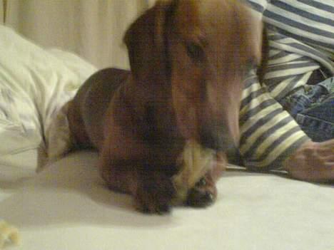 Gravhund Felix billede 6