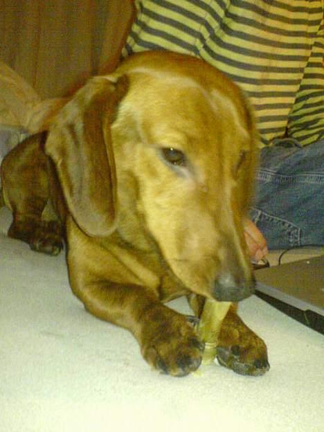 Gravhund Felix billede 7