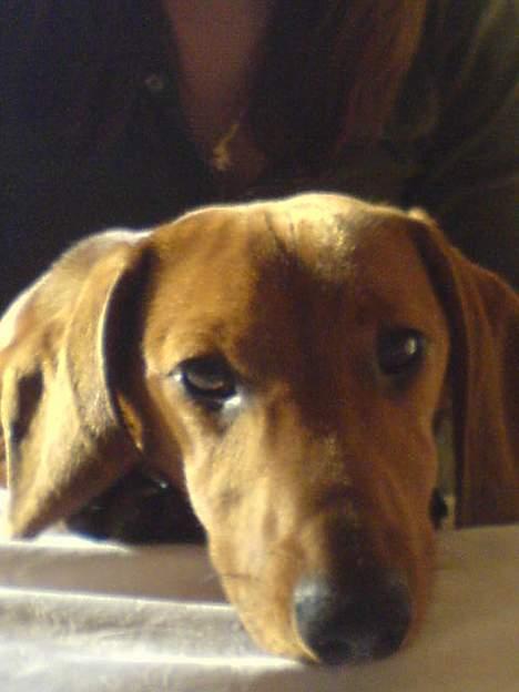 Gravhund Felix billede 8