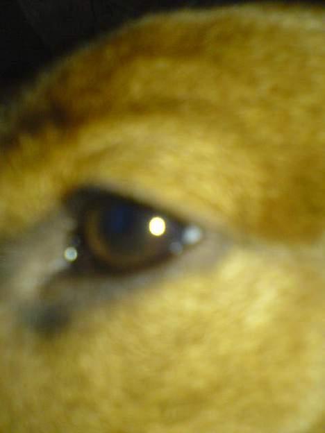 Gravhund Felix billede 9