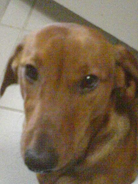 Gravhund Felix billede 10