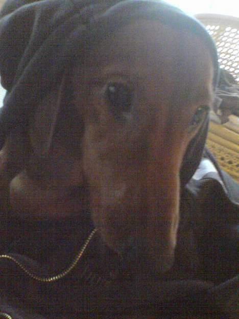 Gravhund Felix - GaNgStA billede 11