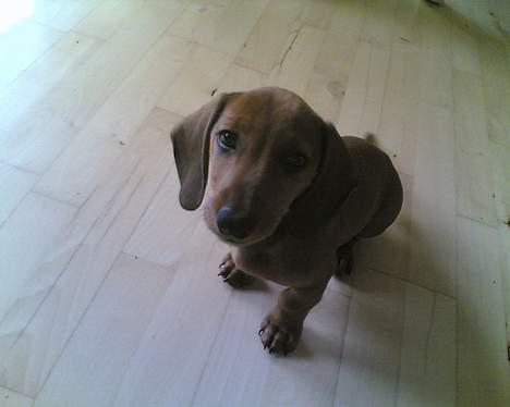 Gravhund Felix billede 13