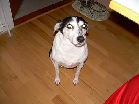 Blanding af racer Molly(DØD) - Molly sit komando fra Diana billede 16