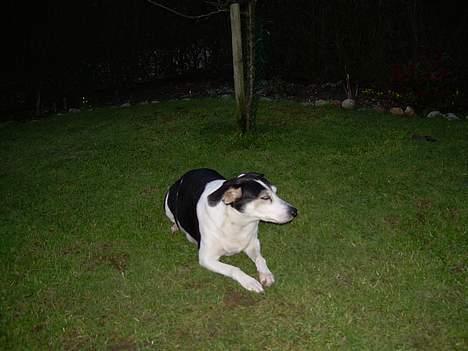 Blanding af racer Molly(DØD) - Molly ligger ved min mors æbletræ billede 18