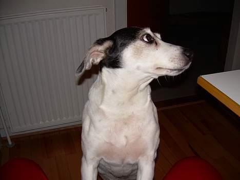 Blanding af racer Molly(DØD) - Molly med benene på Diana men kigger over på Jytta(min mor) som hun bor ved billede 19