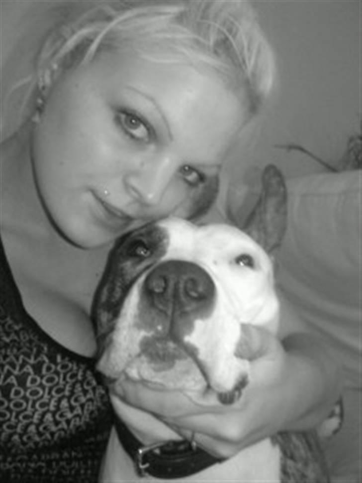 Amerikansk staffordshire terrier Molly - Det nyeste billed af molly. Her er hn lidt over 1år. <3 billede 1