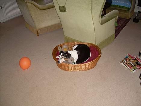 Blanding af racer Molly(DØD) - Molly daser i sin kurv i stuen billede 20