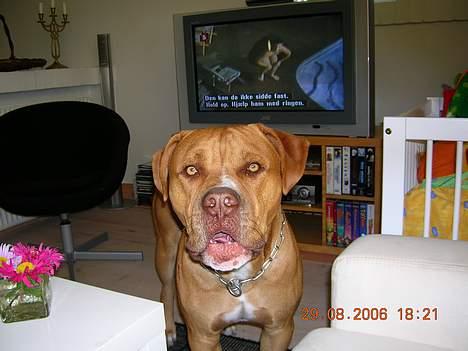 Blanding af racer Boey DØD billede 14