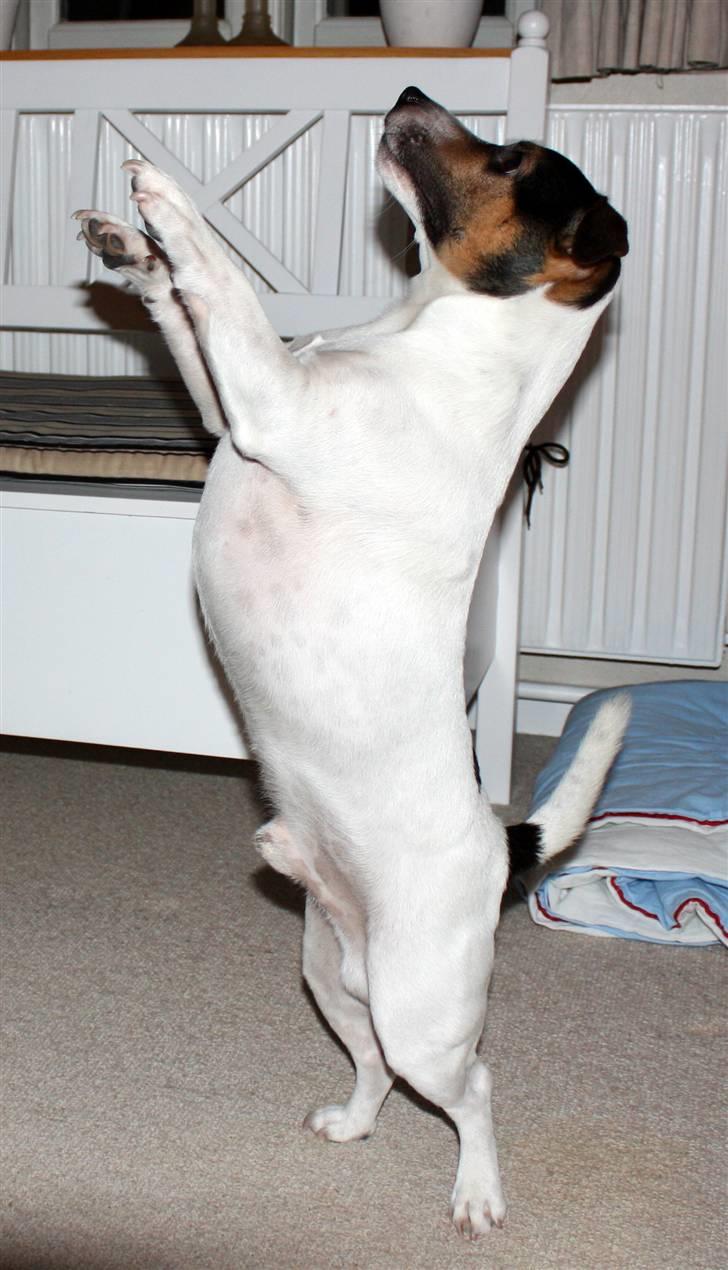 Jack russell terrier Bertil - Tricks med Bertil. billede 13