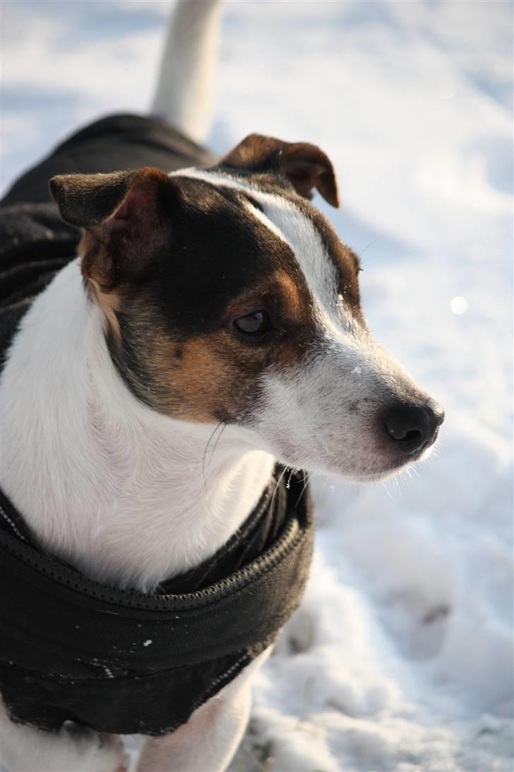 Jack russell terrier Bertil - Bertil i sneen december 2010. billede 14