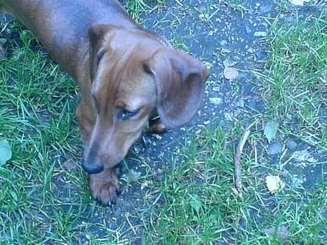 Gravhund Felix billede 14