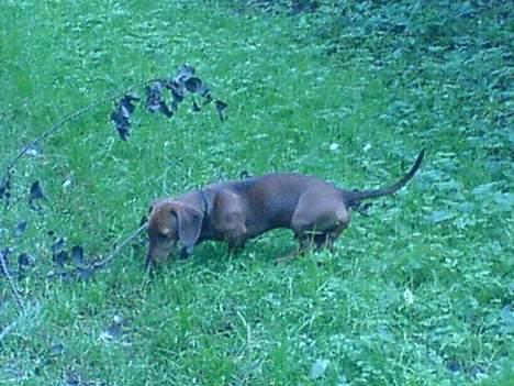 Gravhund Felix billede 15