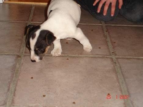 Jack russell terrier Bertil - Bertil spiser. billede 15