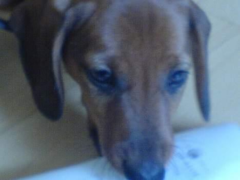 Gravhund Felix billede 16