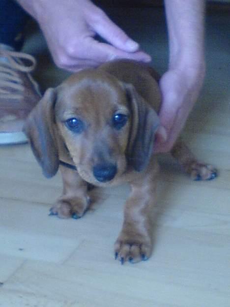 Gravhund Felix - Felix 10 uger billede 17