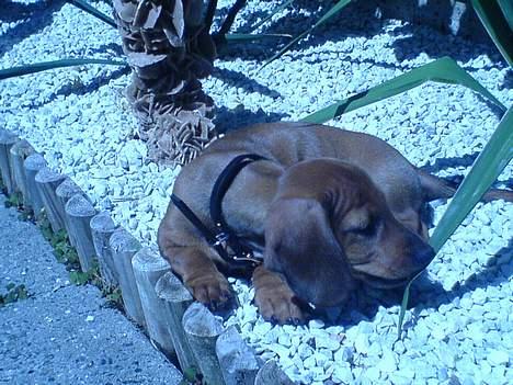 Gravhund Felix billede 18