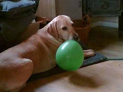 Blanding af racer mille - Jeg har da ik stjælet nogen ballong mor ;o) billede 14