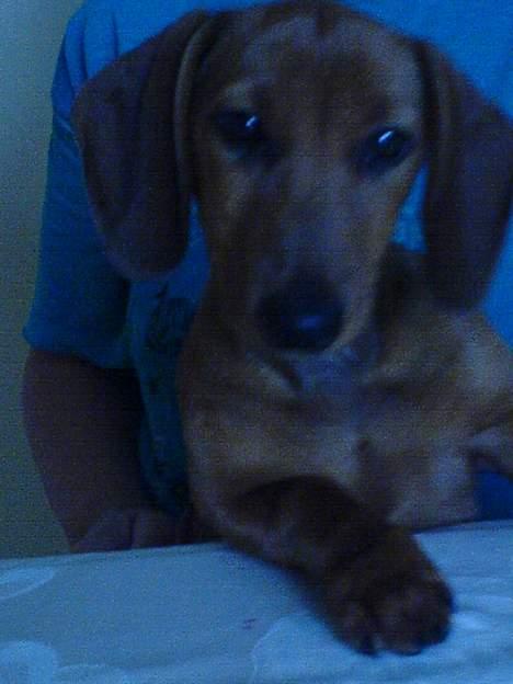 Gravhund Felix billede 19