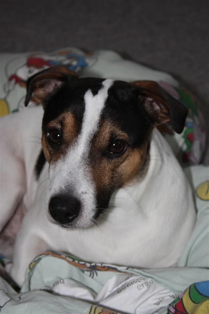 Jack russell terrier Bertil billede 16