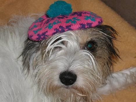 Blanding af racer MOLLIE - Jeg ser 100 års fødselsdagen, det er Nytårs Aften billede 1